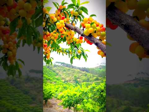 কি দারুন দেখতে #cute #fruit #shortsfeed #shorts #trending #youtube