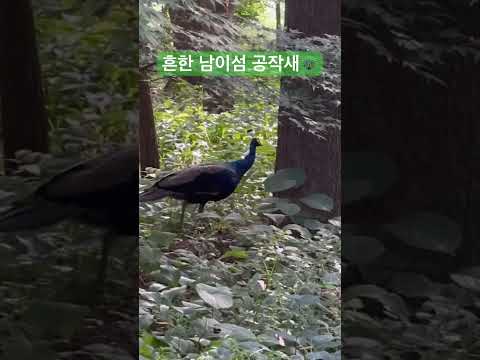 흔한 남이섬 공작새🦚