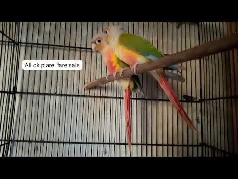 #saleupdate #pet #bird #lovebird #parrot #chanellover 😘🥳😍🥰 subscribe chanel