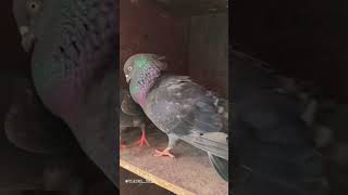 subscribe for more videos. #anekal #pigeonphotography #palomas #animals #kabootar  #pigeonlovers