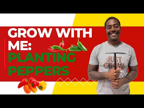 How to Repot Peppers for Maximum Yield