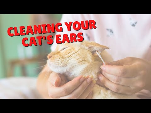 How To Clean Your Cat’s Ears | Two Crazy Cat Ladies #shorts