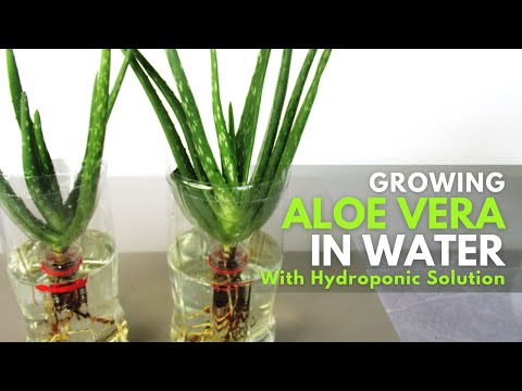 Growing Aloe vera in Water with Hydroponic Solution