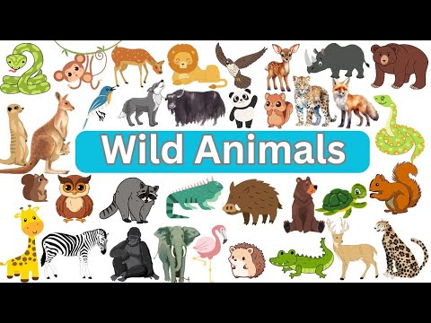 Wild Animals for Kids | Learn Animal Names