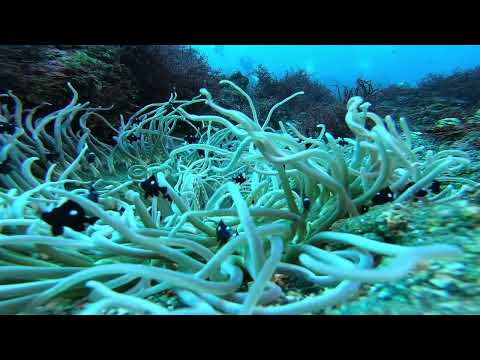 伊豆大島　秋の浜