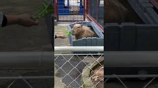 しいたけくんのかわいいオヤツタイム #capybara #カピバラ