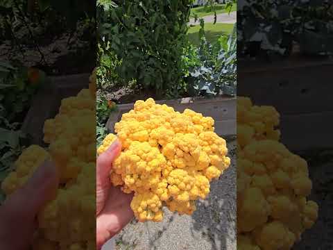 How to tell if a cauliflower is ready to harvest