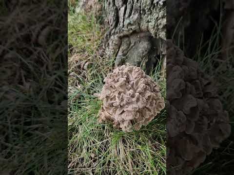 Hunting for Hen of the Woods Mushrooms #ediblemushrooms #foraging #mushroom