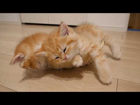 Kittens Pom and Pino are always together! They are truly two as one!