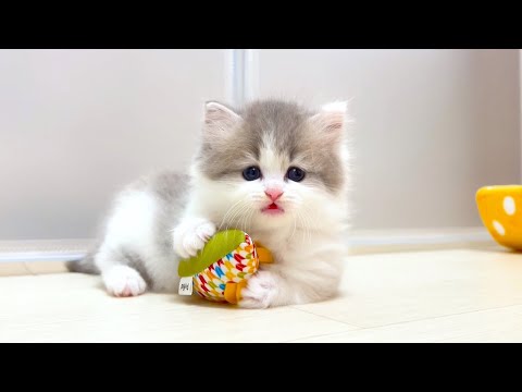 【マンチカンの子猫】夢中で遊んでいる姿が可愛い件 ～猫のいる生活Vol.1028～出産動画 マンチカン短足・ミヌエット・ペルシャ猫専門ブリーダー『ペット蔵人』【子猫の成長記録】