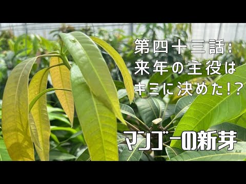 【第四十三話】収穫後からすぐに来年の準備へ！ 〜 マンゴーの新芽 〜