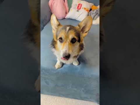 ИГРАЕМ В РУЛЕТКУ | УГАДАЕТЕ ПОРОДУ СОБАКИ? #dog #corgi #pet #cute #doglover