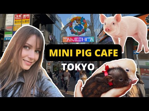 Micro Pig Cafe Tokyo — WORTH IT?