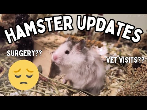 Does Pepper Need SURGERY? 🐹😧// Hamster UPDATES VLOG