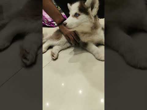 Beautiful Husky puppy come for Vaccination 🐶🐾 #husky #puppy #dog #dogshorts #pets #petlovers #dogs 😍