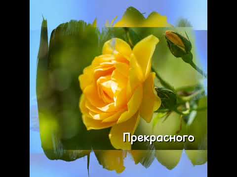 С ДОБРЫМ УТРОМ #доброеутро #музыкальныеоткрытки