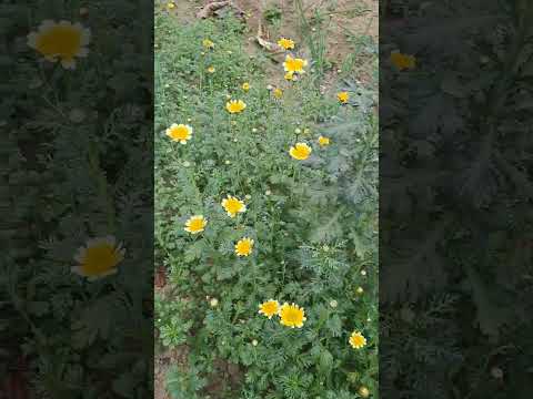 Fresh flower in Garden #shortvideo #garden #flower