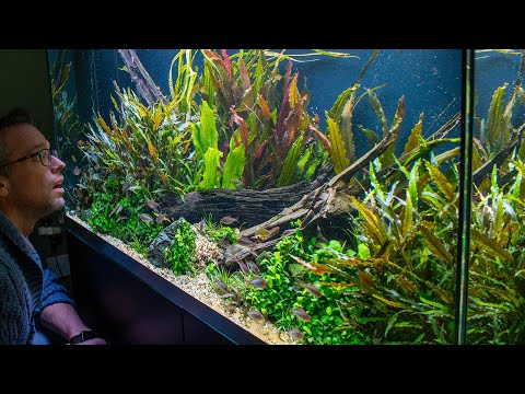 Evolving my BEST aquascape (4K)