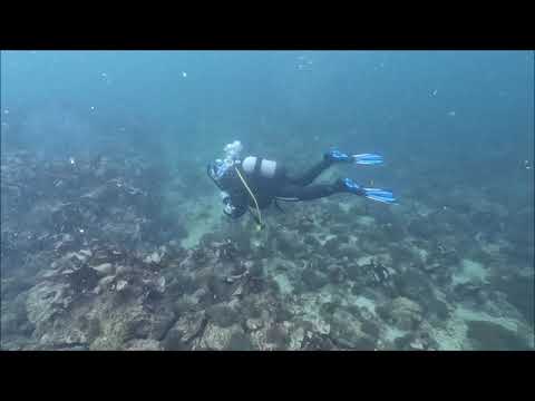 アワサンゴ群落2024.10.27山口県周防大島町小水無瀬島