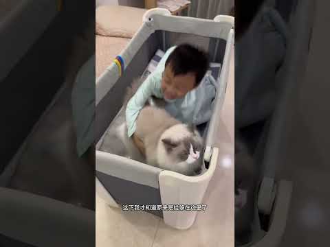 孩子一声不吭从猫咪身边溜走，猫咪不淡定了！ #猫和孩子 #萌娃和萌宠