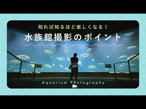 知れば知るほど楽しくなる！水族館撮影のポイント | あきさん