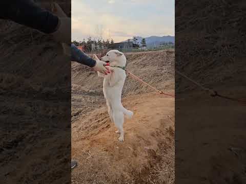 서서 반기는 풍순이 풍산개..코(검정에서 붉은색)#쇼츠 #당신이 좋아(영탁,이찬원)