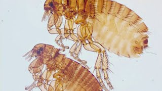 Fleas: tiny pests, big problem