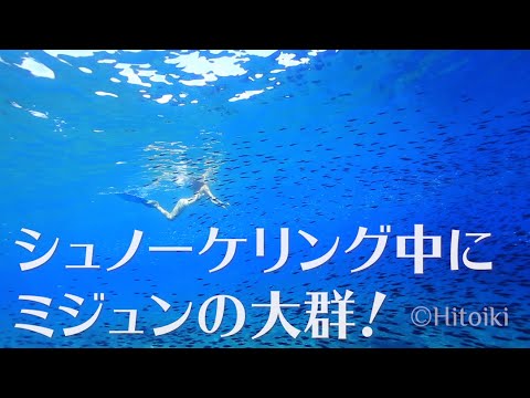 沖縄の真栄田岬でミジュンの群れとシュノーケリング