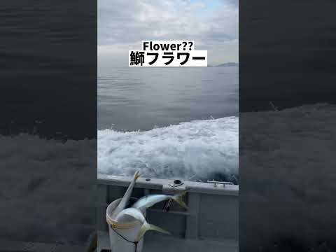 Is this fishflowers??#shorts #fishing #japanfishing #釣り #fishinglife #enjoybjjlife