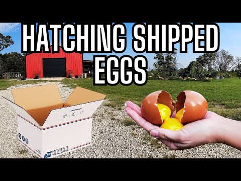 Eggs By Mail? Hatching Shipped Chicken Eggs From Across The Country! Unboxing, Incubation & Hatch