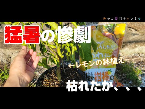 【8月上旬】⑯ゼロから始めるレモンの鉢植え／猛暑を甘くみてしまった