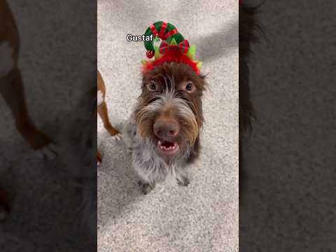 How dogs look in an Elf hat at dog daycare, pt.2! #dogs #pets #funnydogs