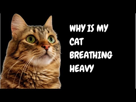 Why Is My Cat Breathing Heavy