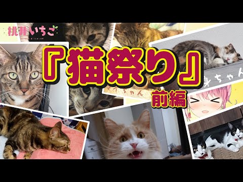 猫祭り動画！！いちごもずーっとネコ撫で声でキュンキュンしてます。