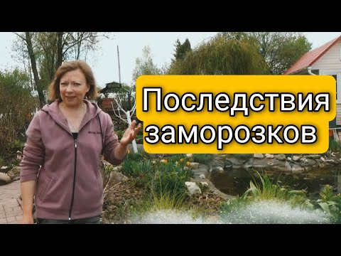 ПОСЛЕДСТВИЯ ЗАМОРОЗКОВ В МАЕ | ЦВЕТОВ УЖЕ НЕ БУДЕТ | Светлана Самойлова