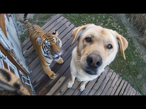 ¡No podrás parar de reír! Los perros han traído a casa a un nuevo amigo