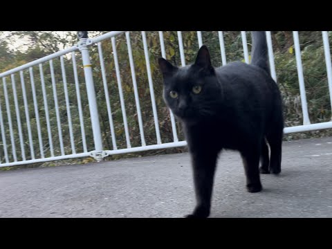 坂道で追いかけてくる黒ねこちゃん　No.８２８　に　２０２４年　１２月１７日　１６：００　のくろねこちゃん　black cat