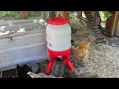 New Feeder For Chickens ! ~ With Twin Cities Adventures