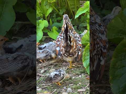 Bavarian bantam chickens: Most beautiful hens and roosters! Bayerische Landzwerge #hühner #chickens