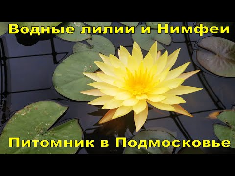 POND NURSERY: NYMPHOES AND WATER LILIES 💮 VISIT A BREEDER IN THE MOSCOW REGION