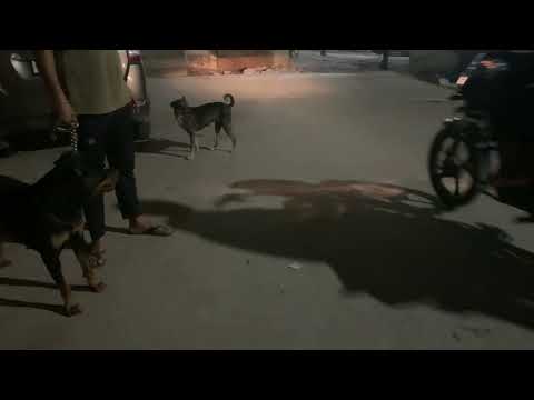 Rottweiler VS desi