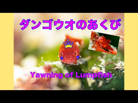 Yawning of Lumpfish