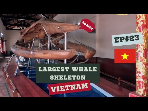 Why Vietnamese People Pray Whale? WHALE TEMPLE in Vietnam!!!