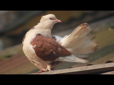 Pigeon sound | Pigeon Sound Effect | Male Pigeon Super Performance | Relaxing CALM Music