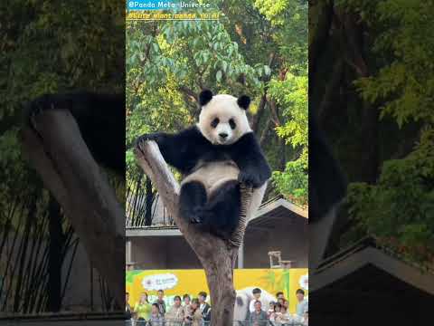 可爱的大熊猫渝爱  Cute giant panda Yu Ai #panda #cute #funny #redpanda #giantpanda