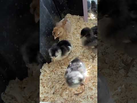 Wiggly snack for the baby chicks!