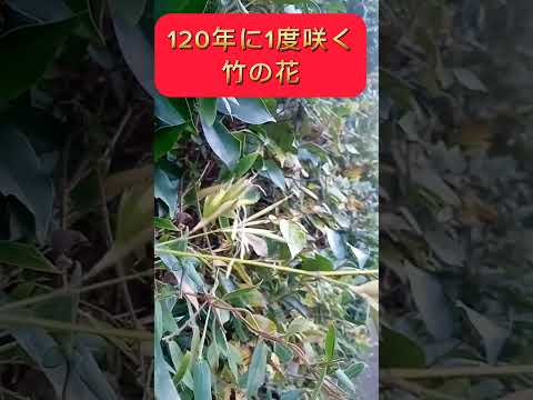 見れたら奇跡!　120年に1度咲く【竹の花】