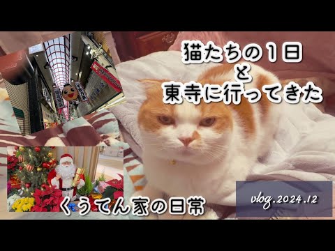 【暮らしvlog】愛猫たち日常/猫のいる暮らし/東寺にいってきた/紅葉/40代主婦