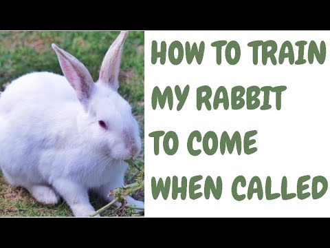 How To Train My Rabbit To Come When Called