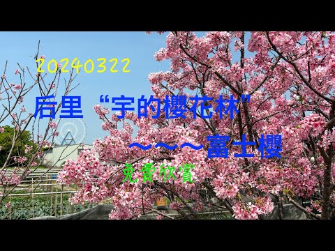 萬ㄟeye台灣20240322后里“宇的櫻花林“～富士櫻   4K